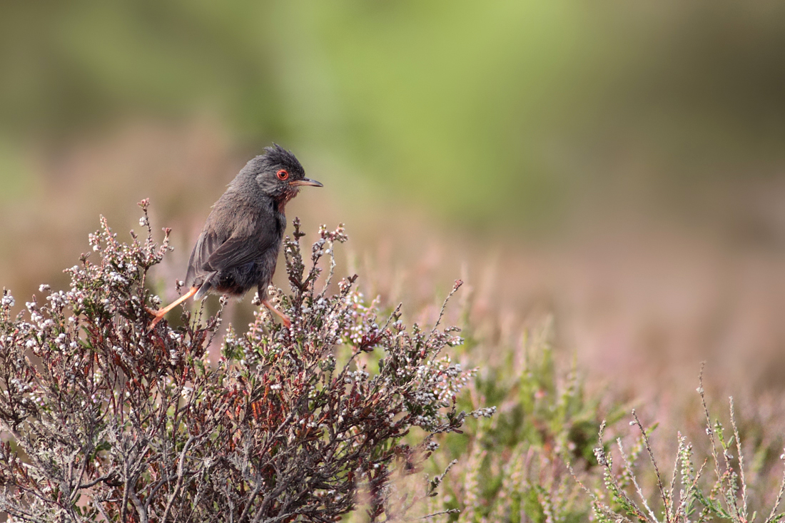 Dartford Warbler 2 